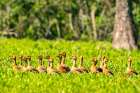 USA-Louisiana-Evangeline Parish Fulvous whistling duck flock in grass Art Print